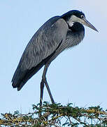 Black-headed Heron