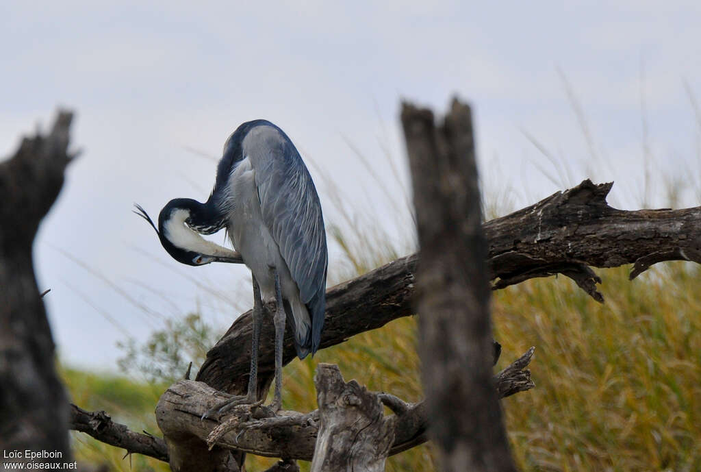 Black-headed Heronadult, care