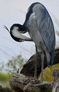 Black-headed Heron