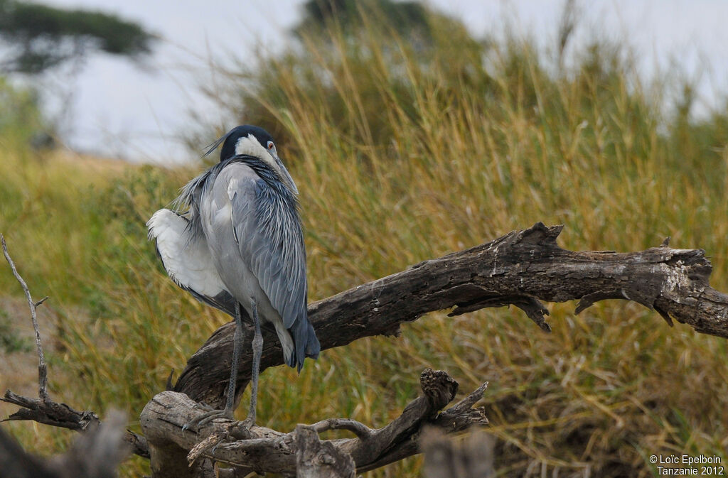 Black-headed Heron