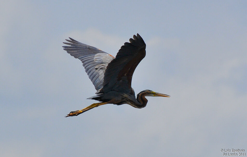 Purple Heron