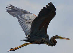 Purple Heron