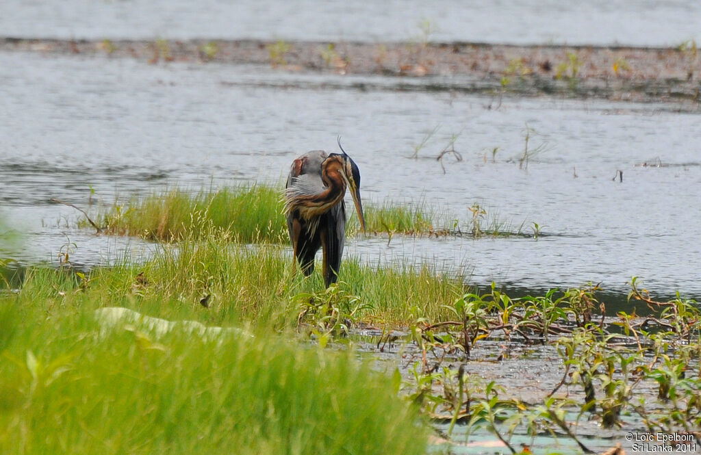 Purple Heron