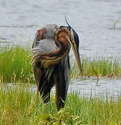 Purple Heron