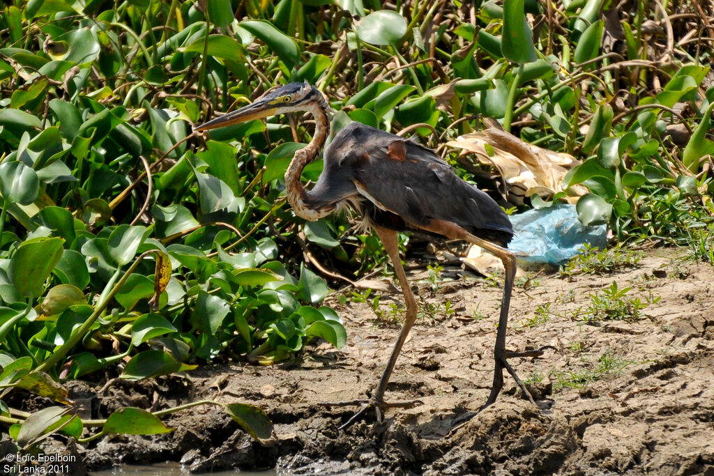 Purple Heron