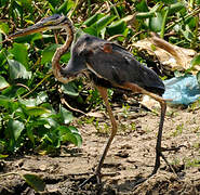 Purple Heron