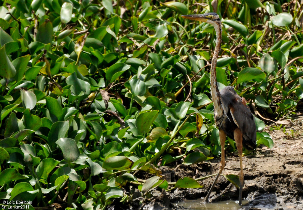 Purple Heron