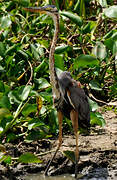 Purple Heron