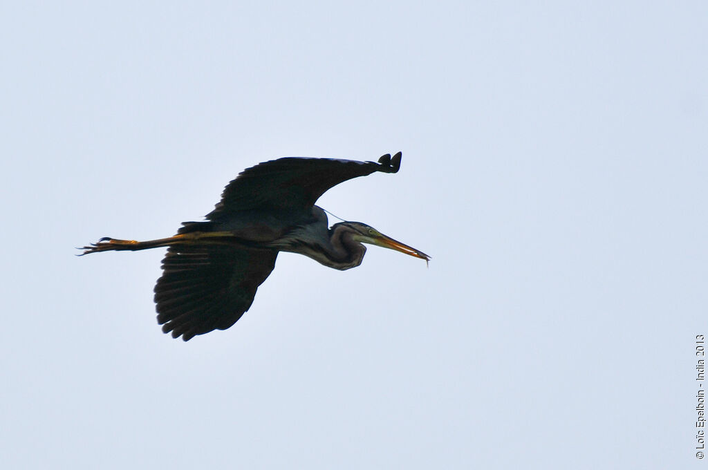 Purple Heron