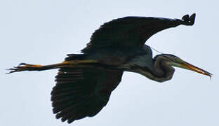 Purple Heron