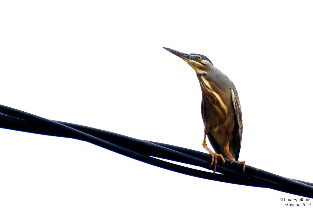 Striated Heron