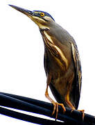 Striated Heron