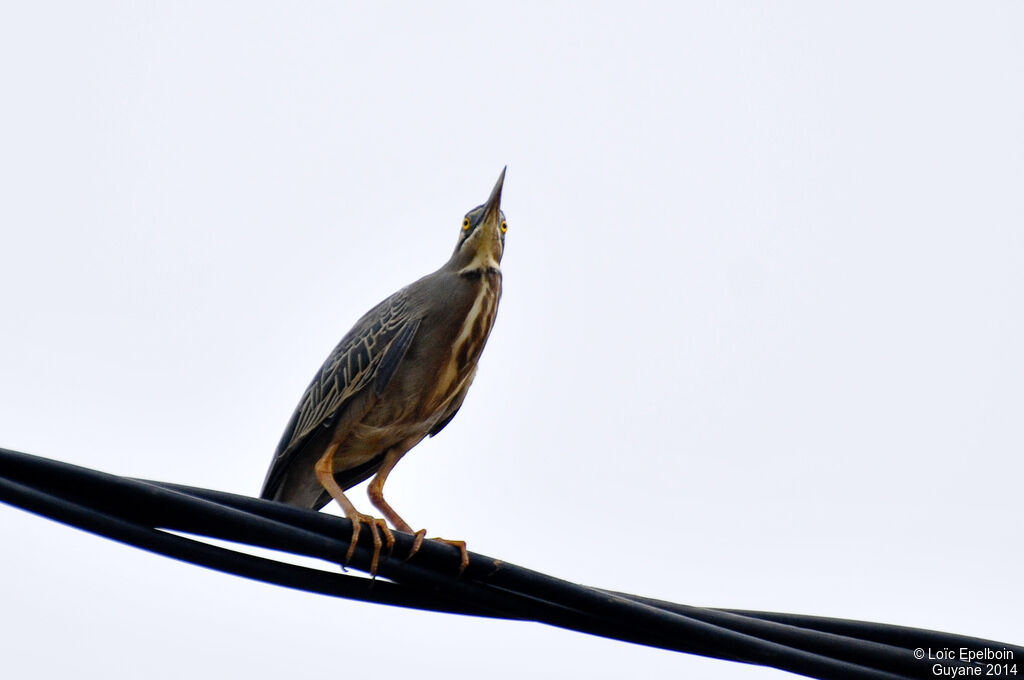 Striated Heron