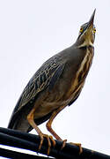 Striated Heron