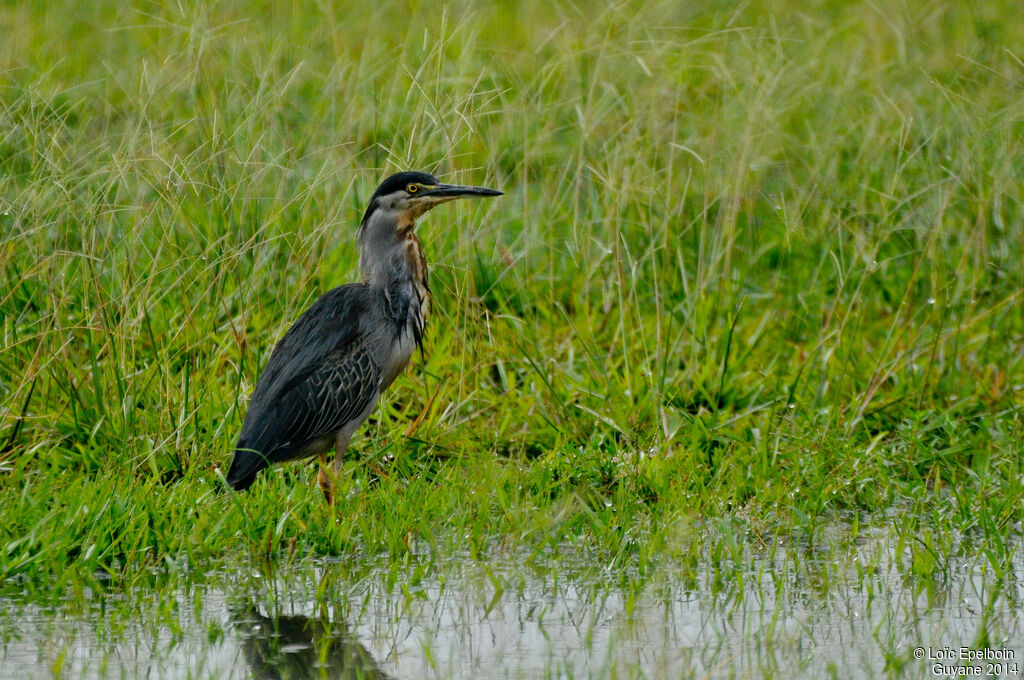 Striated Heron