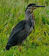 Striated Heron