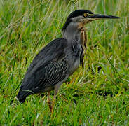 Striated Heron