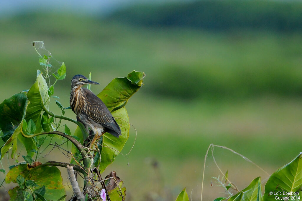 Striated Heron