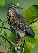 Striated Heron