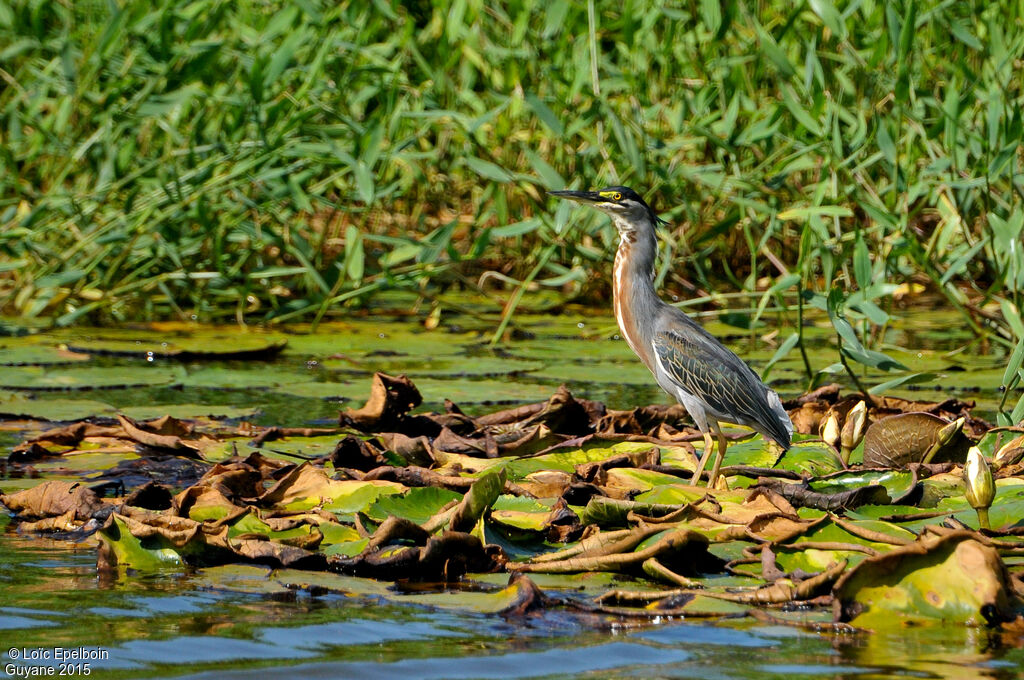 Striated Heron