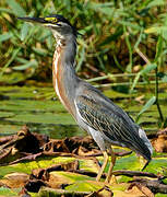 Striated Heron