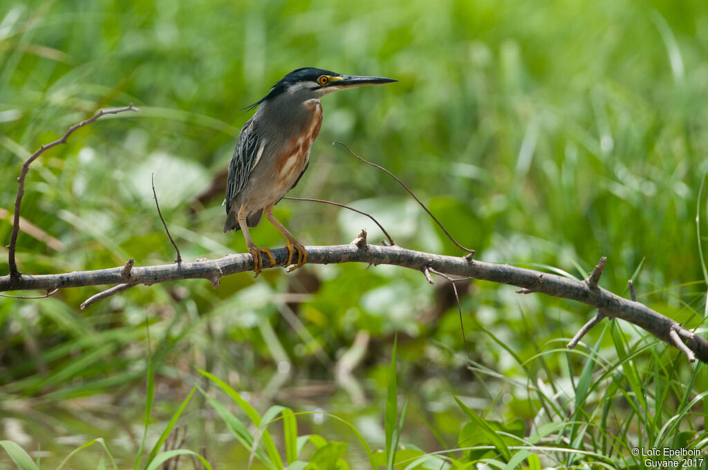 Striated Heron