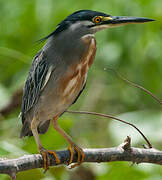 Striated Heron