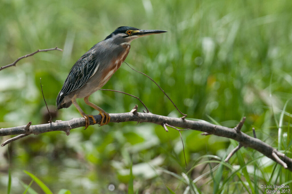 Striated Heron