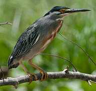 Striated Heron