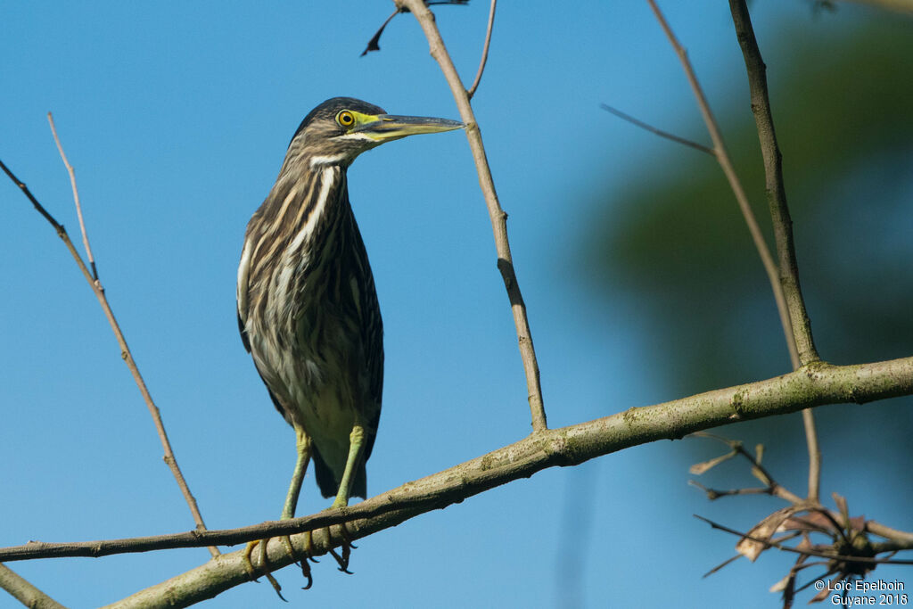 Striated Heron