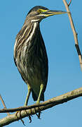 Striated Heron