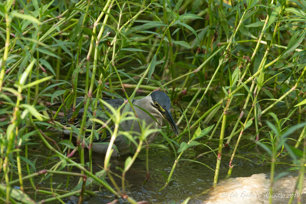 Striated Heron