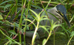 Striated Heron