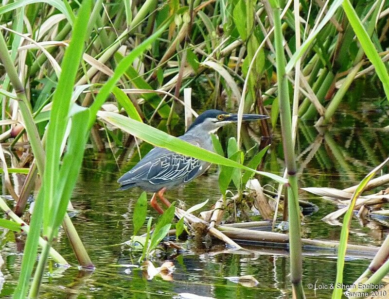 Striated Heron