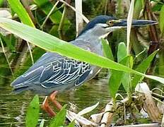 Striated Heron