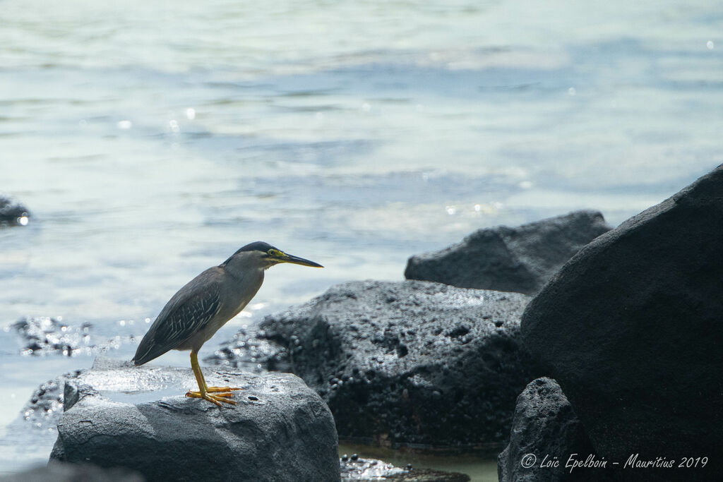 Striated Heron