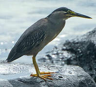 Striated Heron