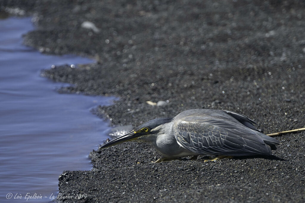 Striated Heron