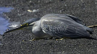 Striated Heron