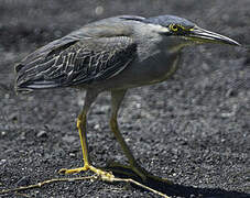 Striated Heron