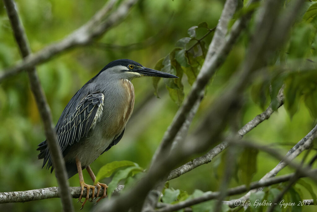 Striated Heron