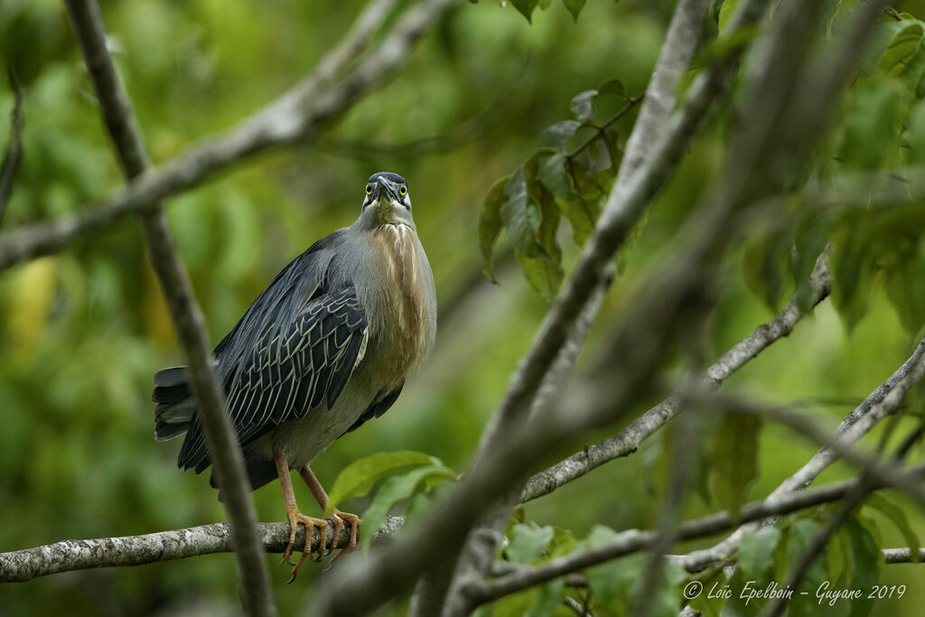 Striated Heron