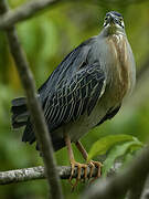 Striated Heron