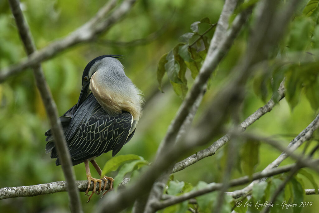 Striated Heron