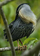 Striated Heron