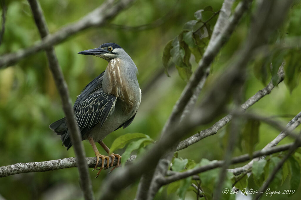 Striated Heron