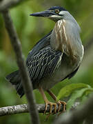 Striated Heron