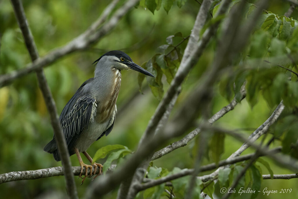 Striated Heron