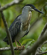 Striated Heron