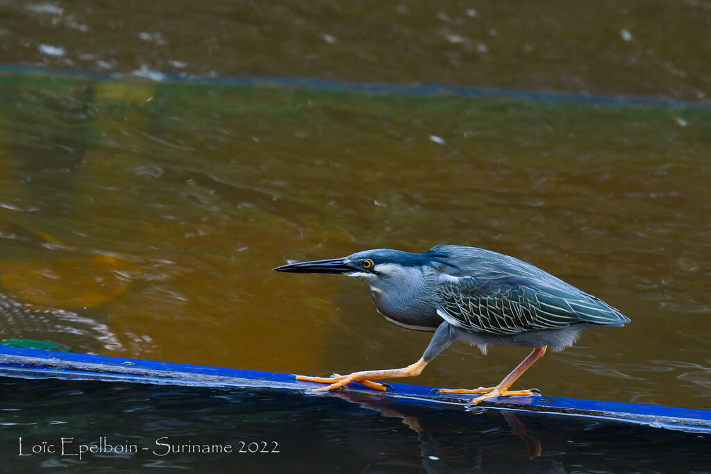 Striated Heron